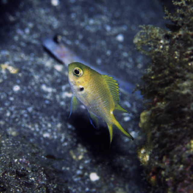 Chromis flavomaculata